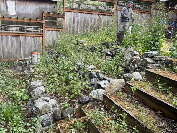Thick organic lawn in Seattle after multi-season improvement