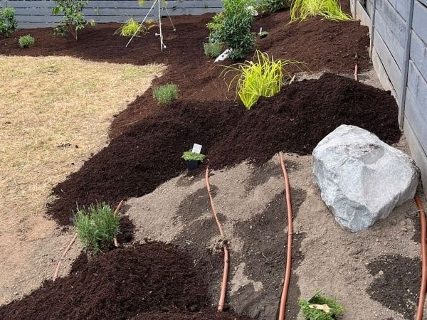 Newly landscaped garden bed with visible drip irrigation tubing